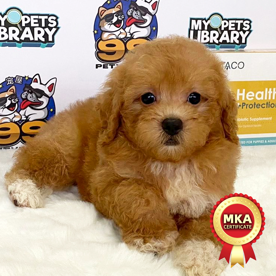 MKA Toy Poodle Puppy (Female) For Sale