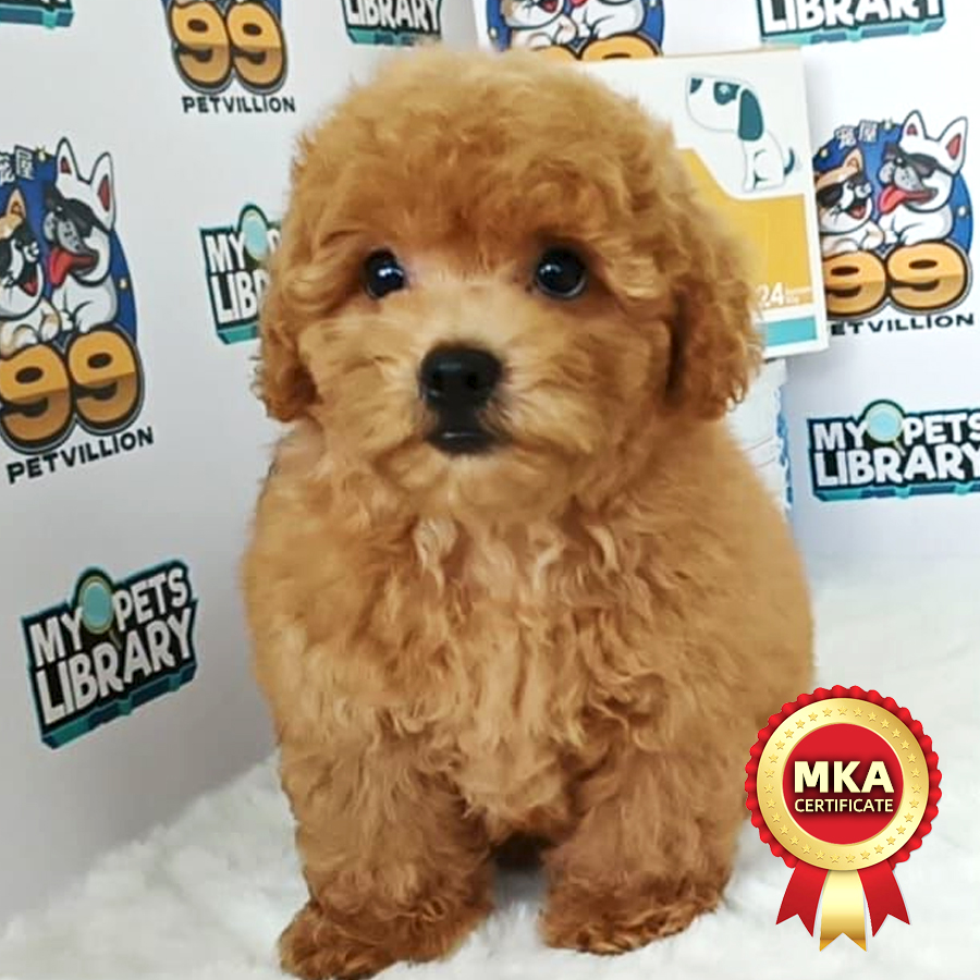 MKA Toy Poodle Puppy (Male) For Sale