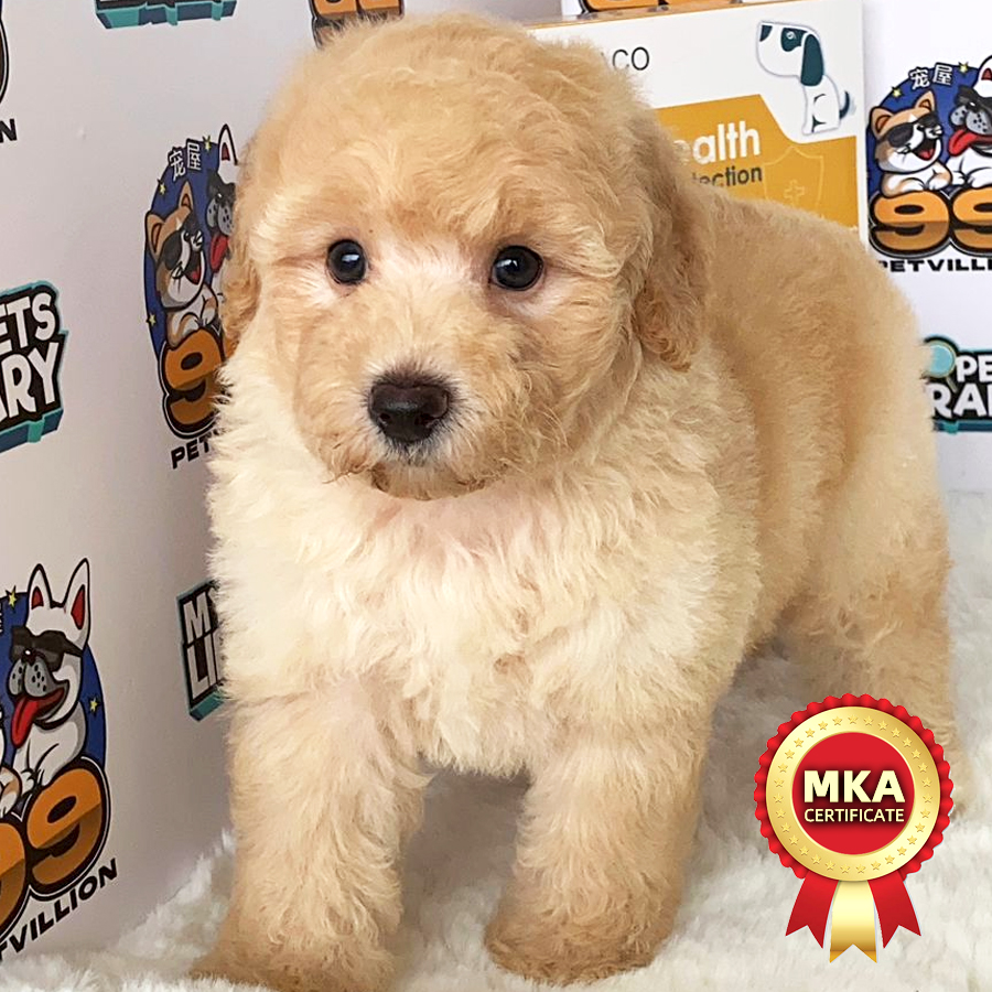 MKA Toy Poodle Puppy (Male) For Sale