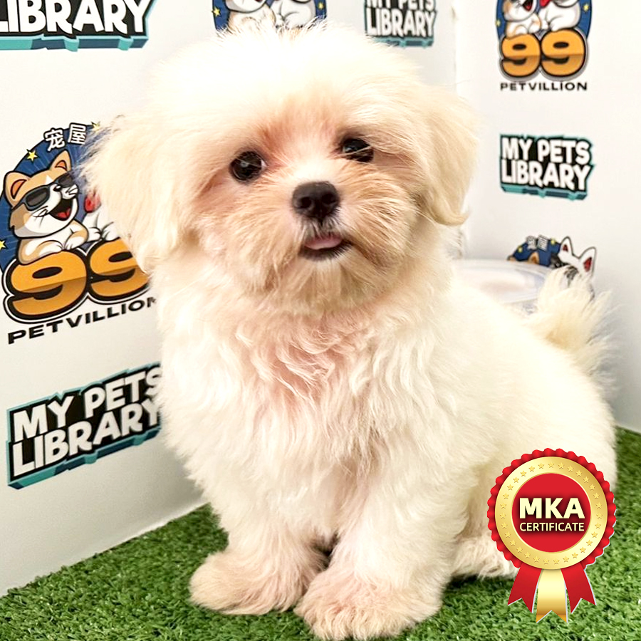 MKA Maltese Puppy (Male) For Sale