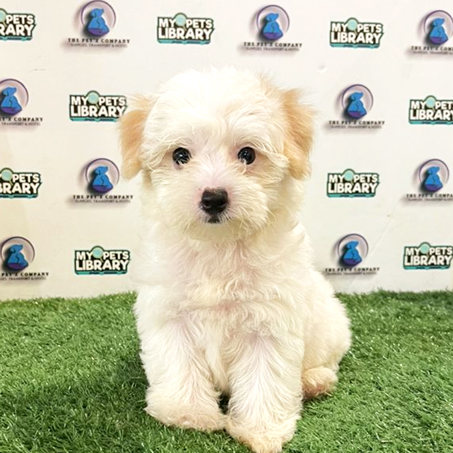 Poodle Puppy (Female) For Sale
