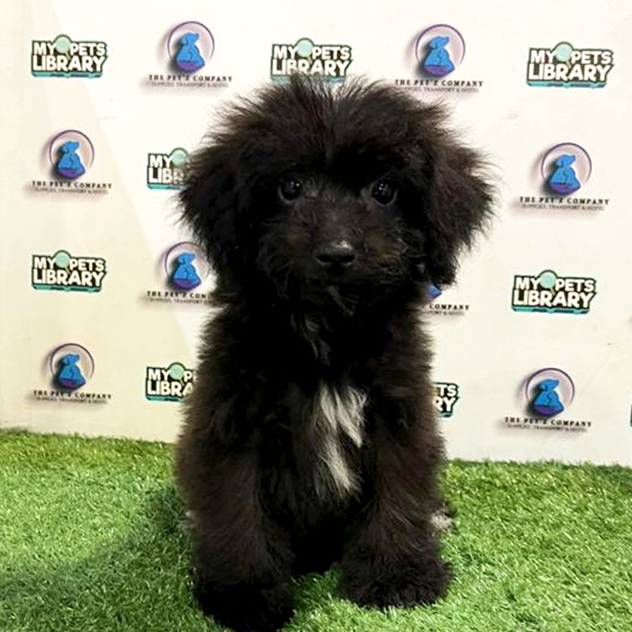 Poodle Puppy (Female) For Sale