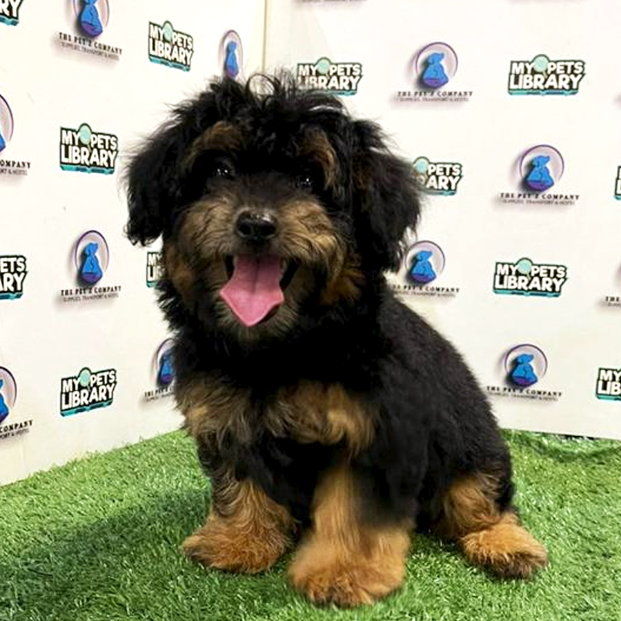 Poodle Puppy (Male) For Sale