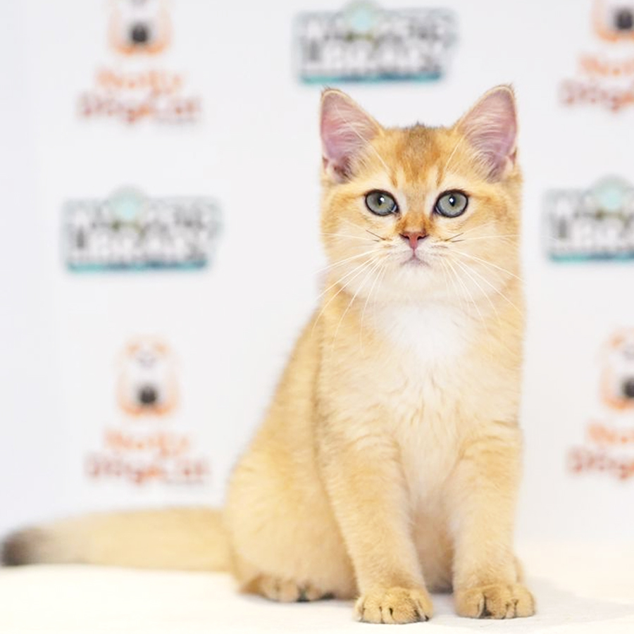 British Short Hair Kitten (Female) For Sale
