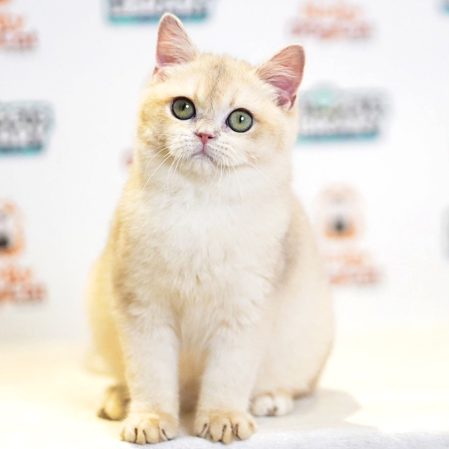 British Short Hair Kitten (Female) For Sale