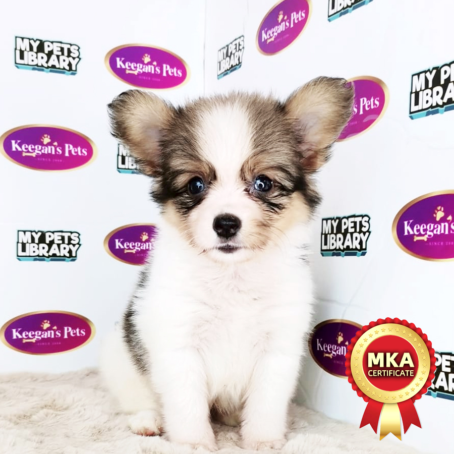 MKA Papillon Puppy (Male) For Sale