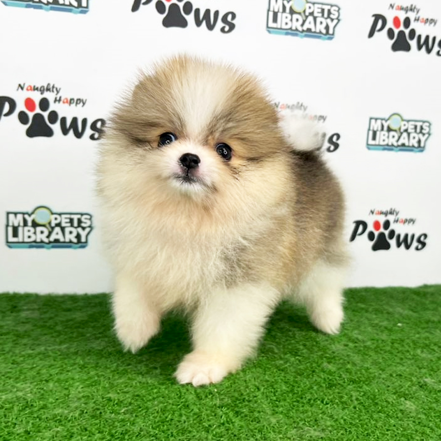 Pomeranian Puppy (Female) For Sale