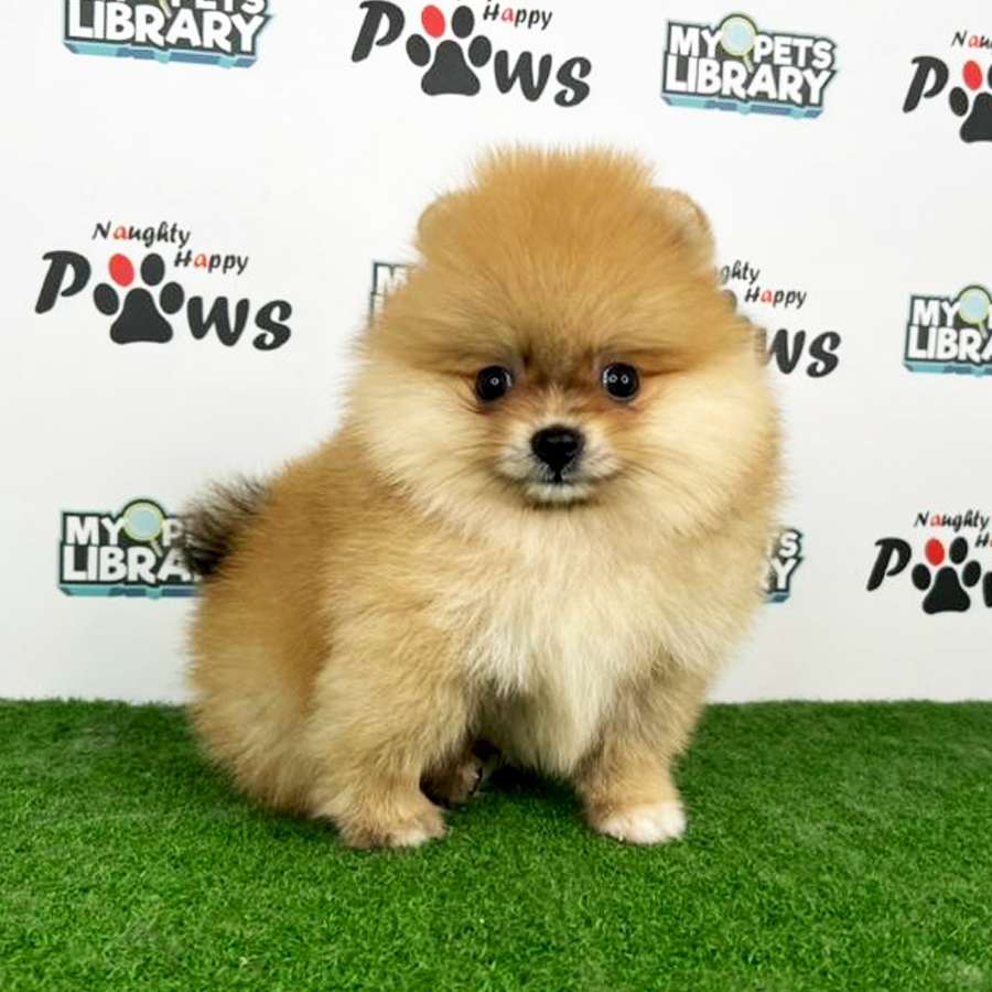 Pomeranian Puppy (Male) For Sale