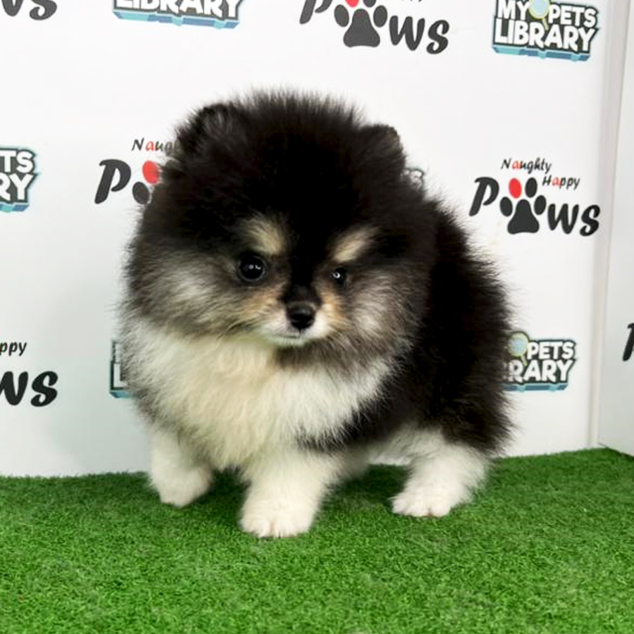 Pomeranian Puppy (Female) For Sale