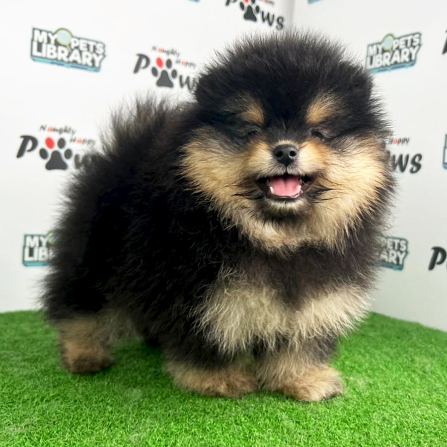 Pomeranian Puppy (Female) For Sale