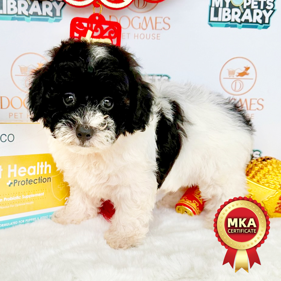 MKA Toy Poodle Puppy (Female) For Sale
