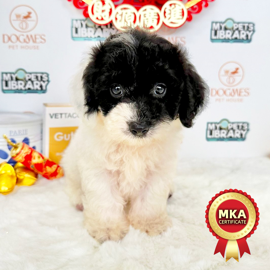 MKA Toy Poodle Puppy (Male) For Sale