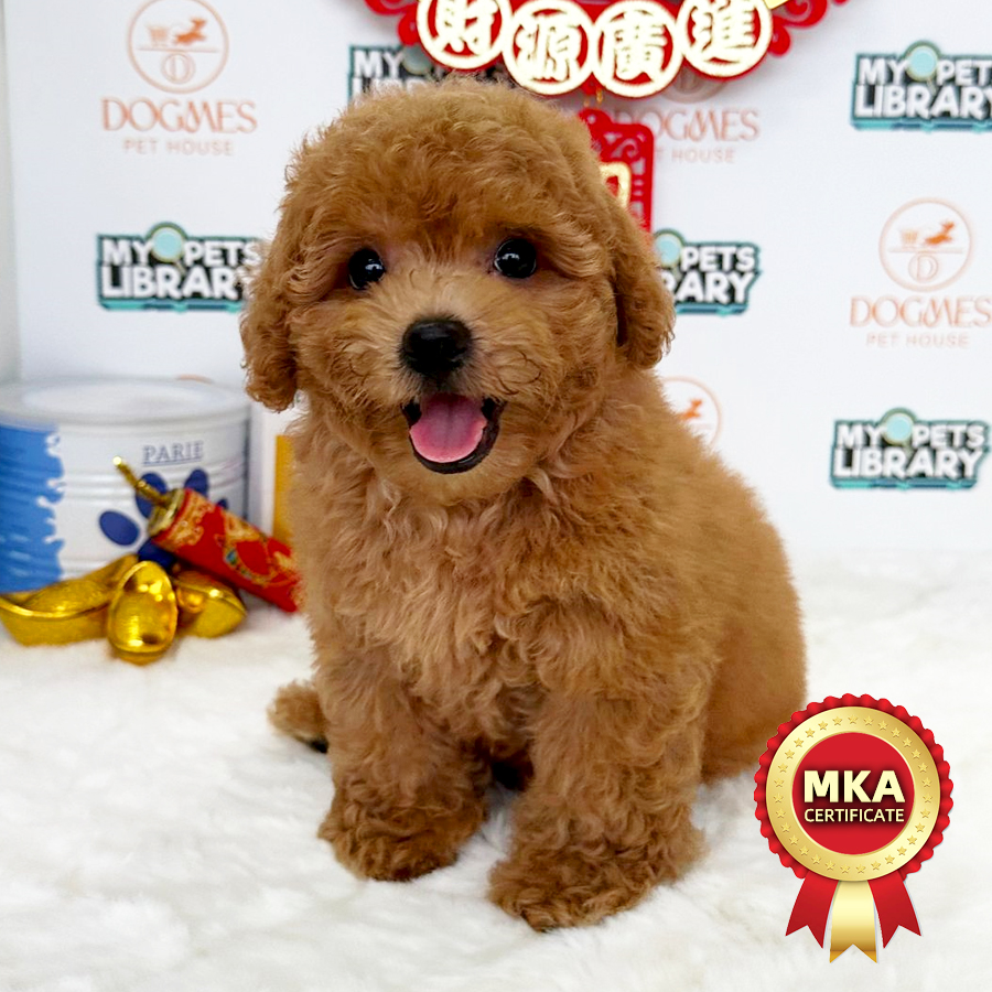 MKA Toy Poodle Puppy (Male) For Sale
