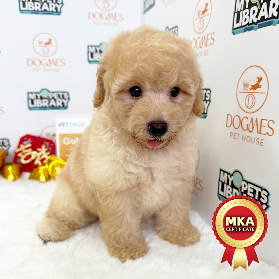 MKA Toy Poodle Puppy (Male) For Sale