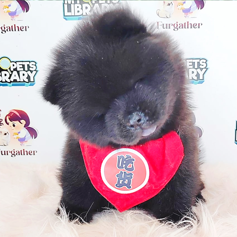 Chow Chow Puppy (Female) For Sale