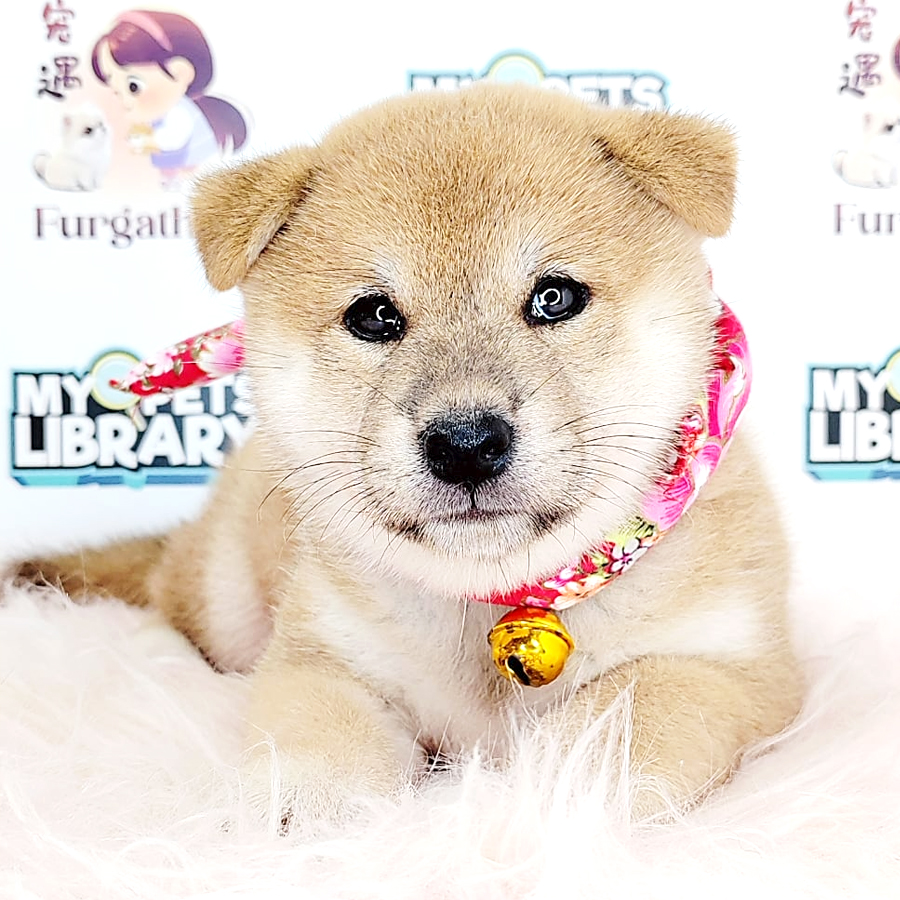 Shiba Inu Puppy (Female) For Sale