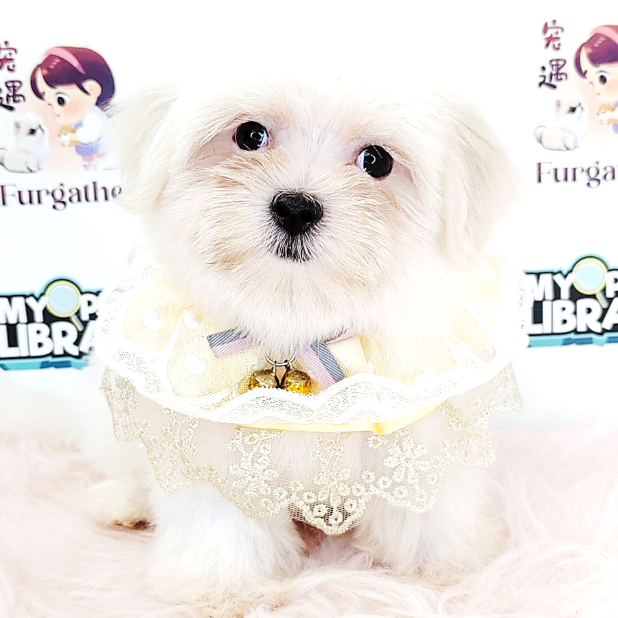Tiny Maltese Puppy (Male) For Sale