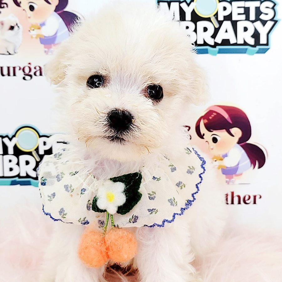 Bichon Puppy (Male) For Sale