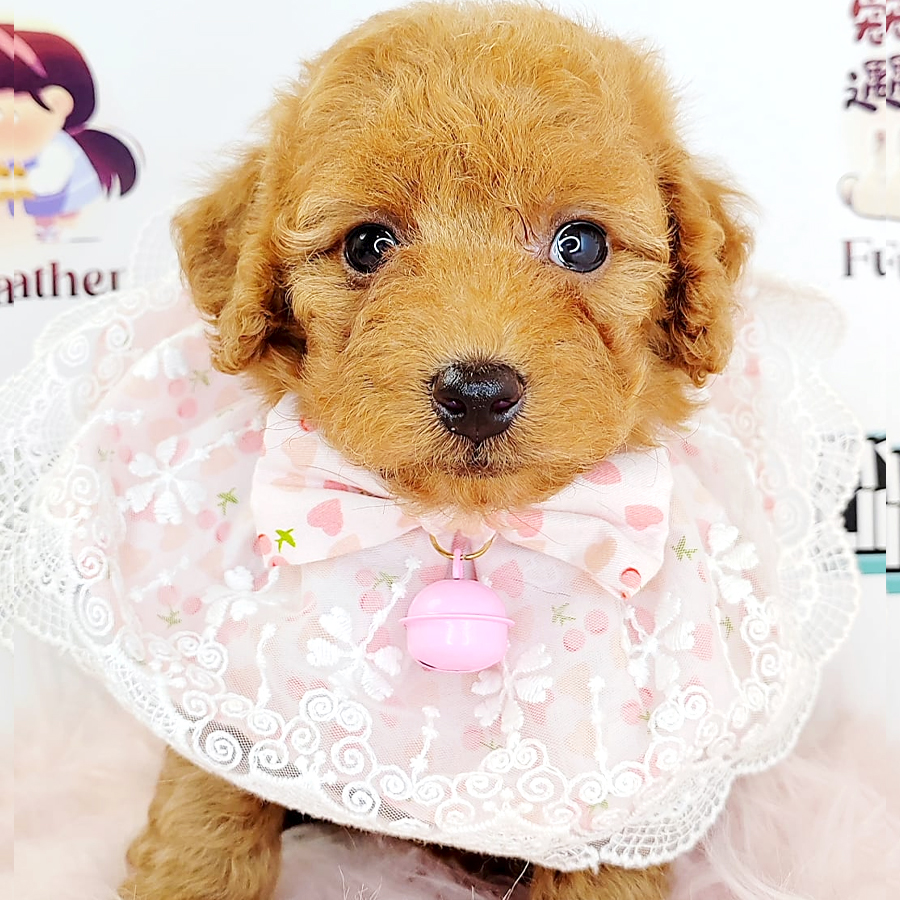 Tiny Poodle Puppy (Female) For Sale