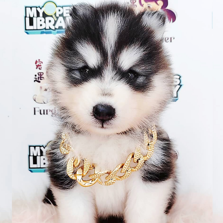 Pomsky Puppy (Male) For Sale