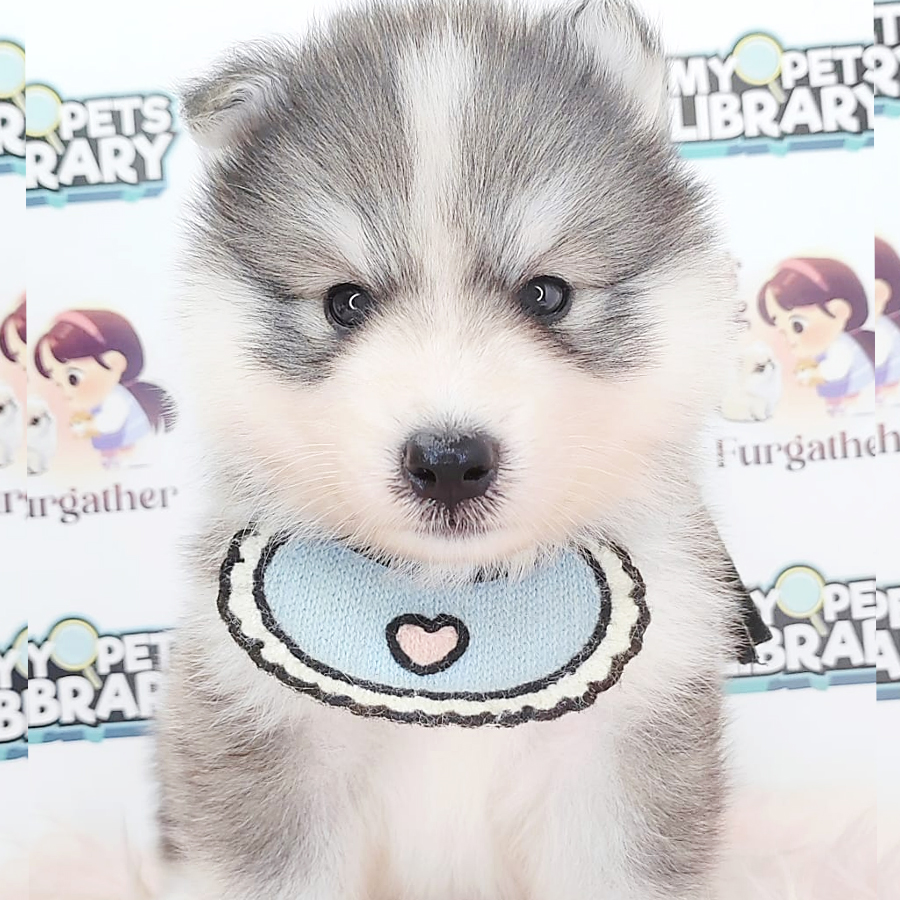 Pomsky Puppy (Male) For Sale