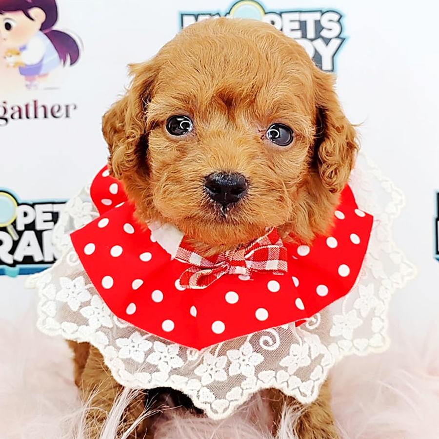 Super Tiny Poodle Puppy (Male) For Sale