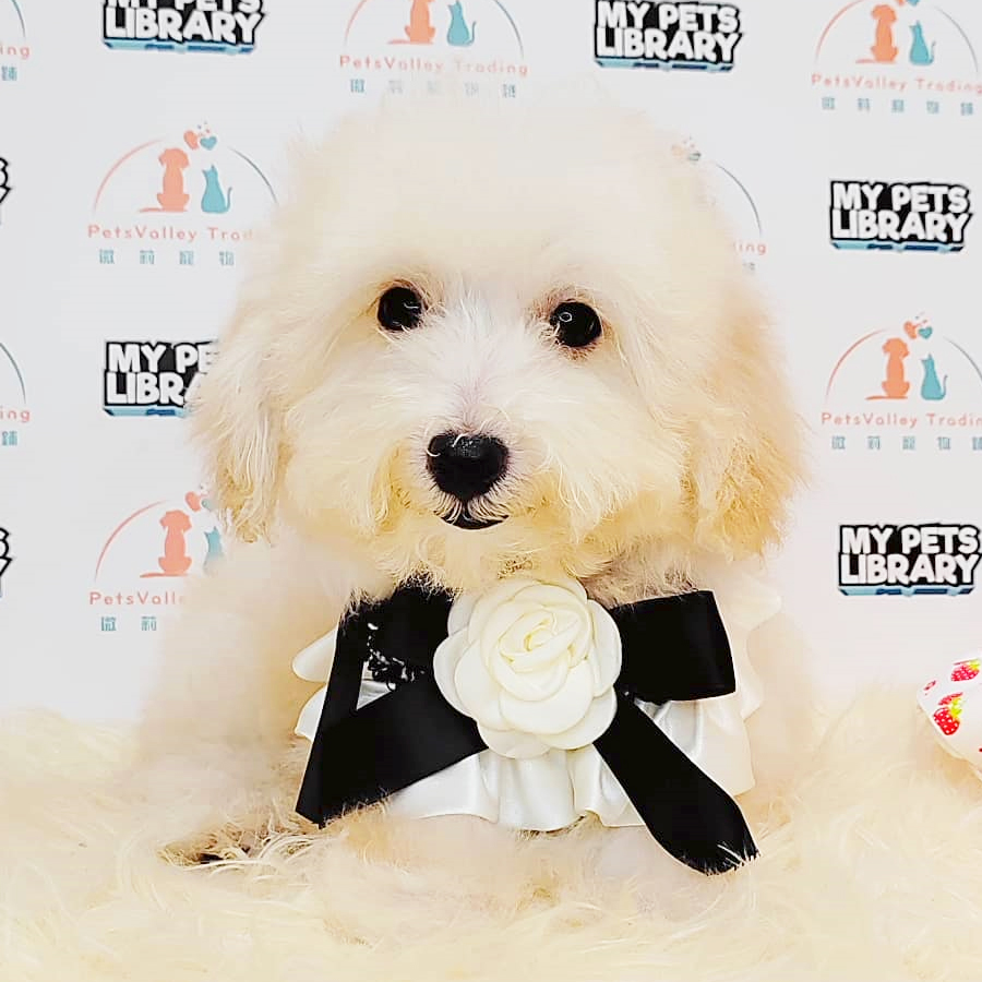 Tiny Poodle Puppy (Male) For Sale