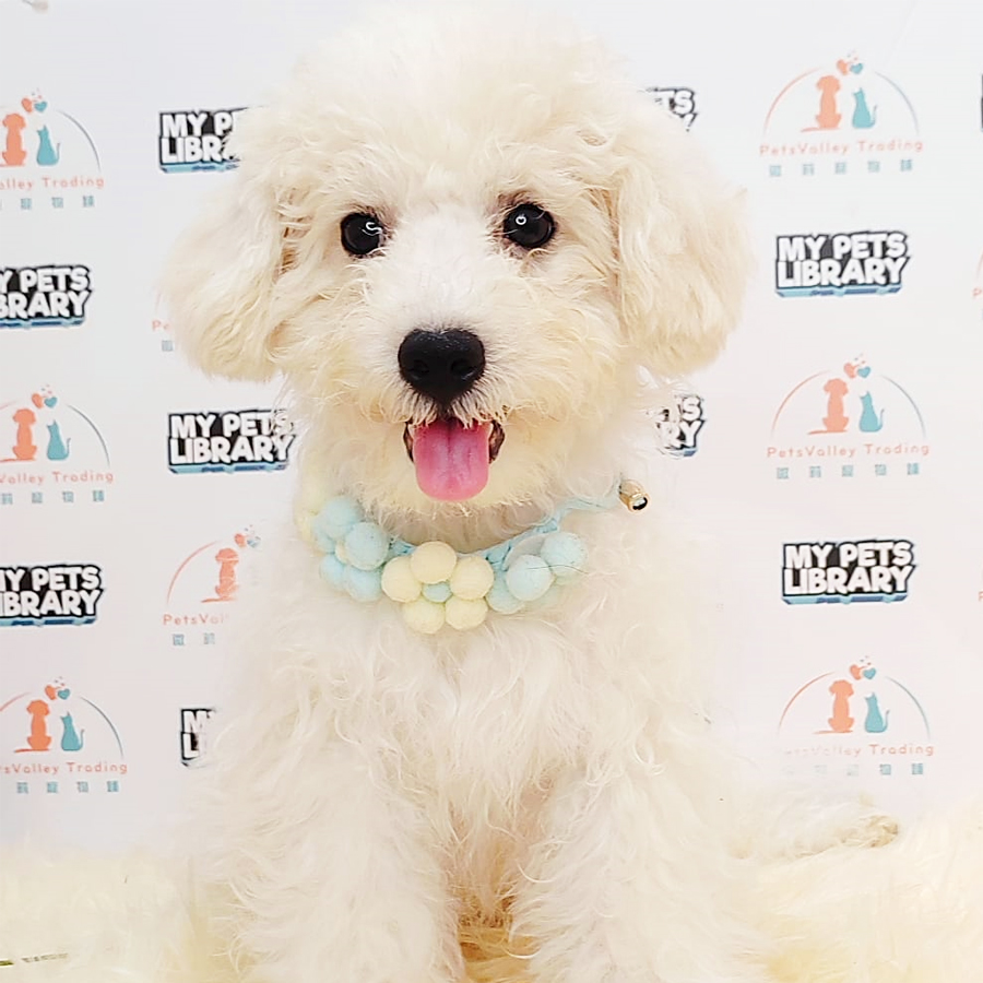 Maltipoo Puppy (Male) For Sale