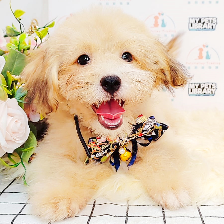 Shihpoo Puppy (Male) For Sale