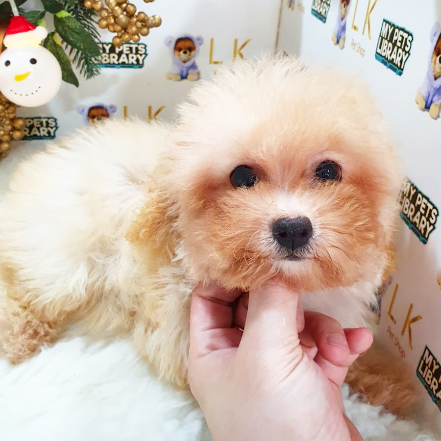 Maltipoo Puppy (Female) For Sale
