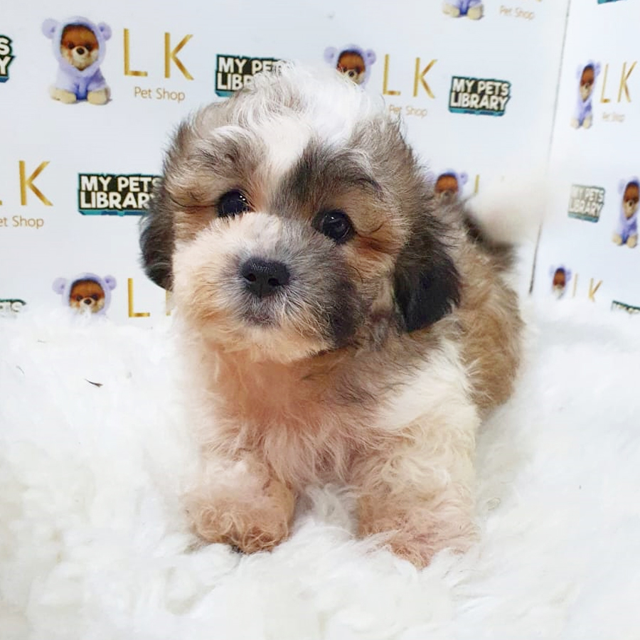 Maltipoo Mix Shih Tzu Puppy (Male) For Sale