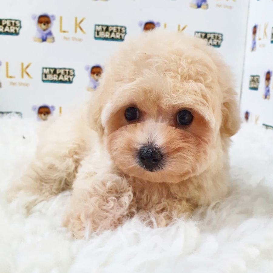 Toy Poodle Puppy (Male) For Sale