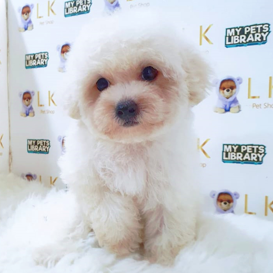 Bichon Mini Puppy (Male) For Sale
