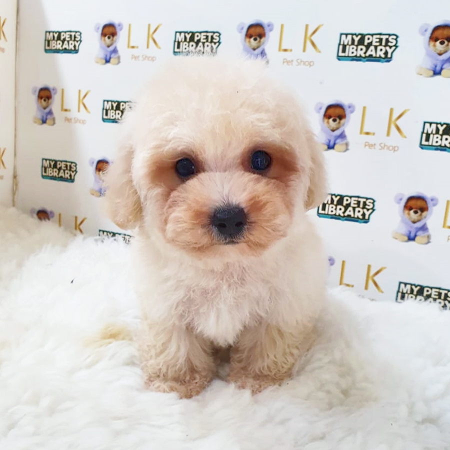 Maltipoo Puppy (Male) For Sale