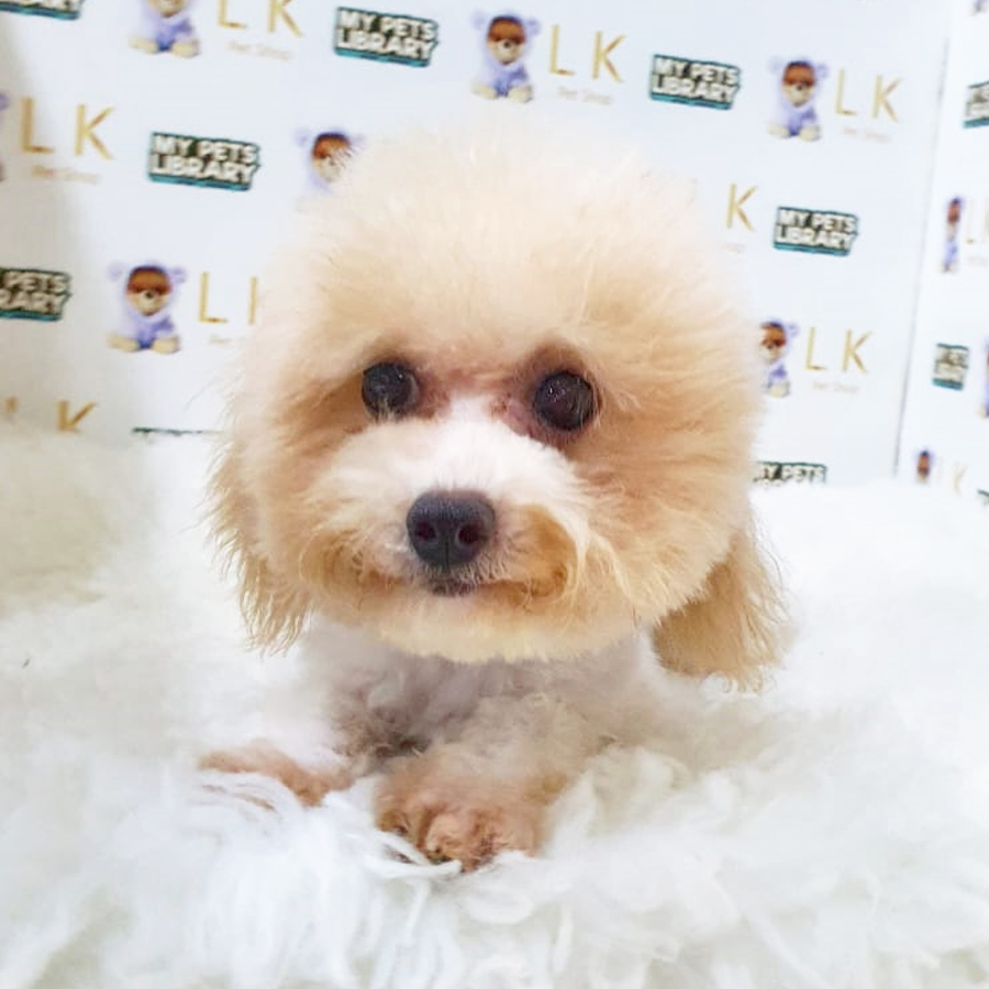 Maltipoo Puppy (Female) For Sale