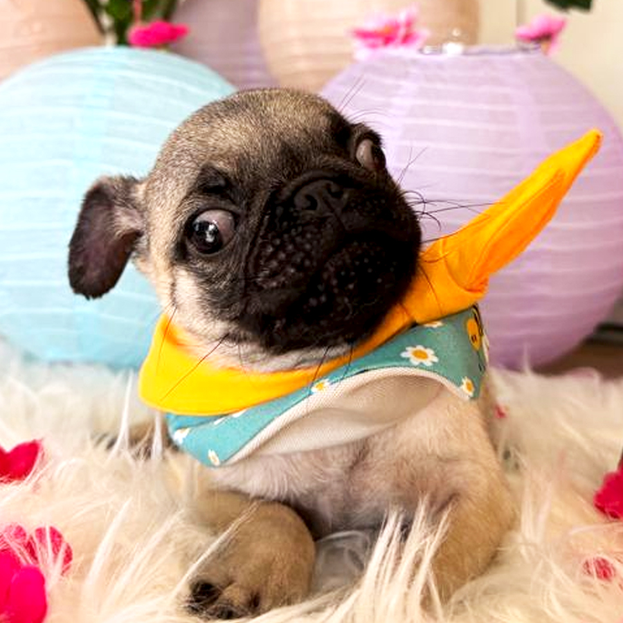 Baby Pug Puppy (Male) For Sale