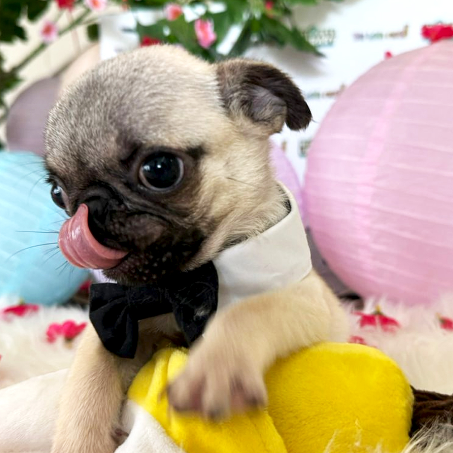 Baby Pug Puppy (Male) For Sale