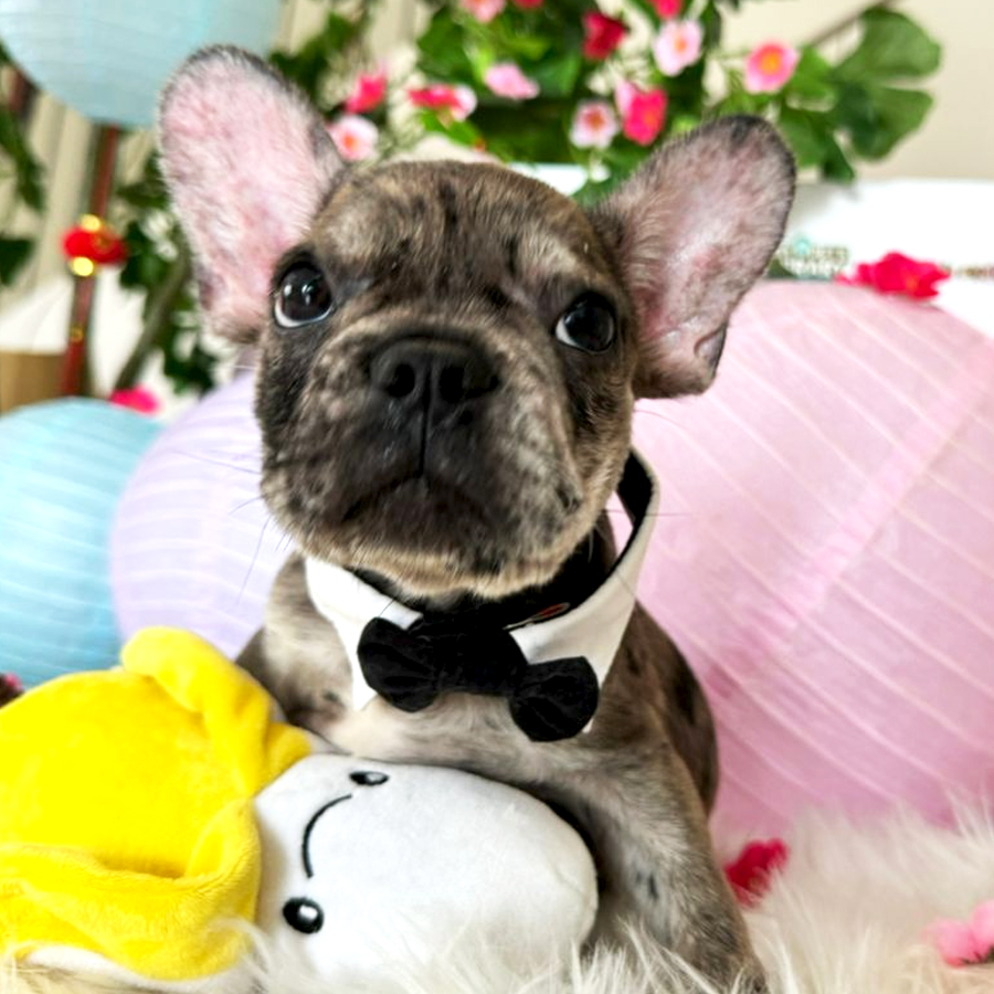 French Bulldog Puppy (Male) For Sale