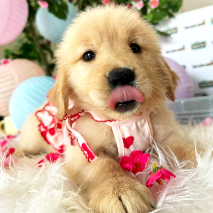 Golden Retriever Puppy (Female) For Sale