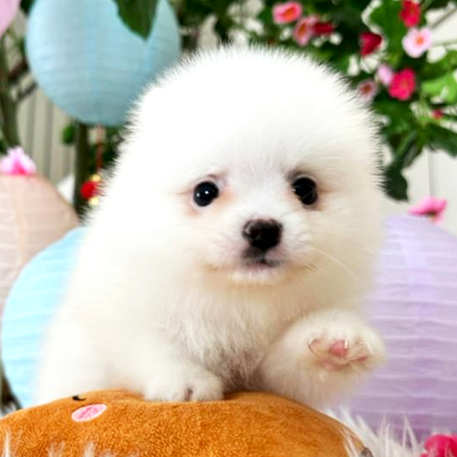 Tiny Pomeranian Puppy (Female) For Sale
