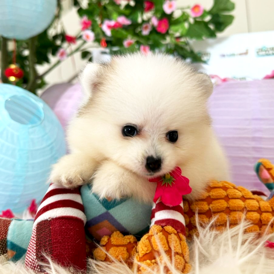 Tiny Teacup Pomeranian Puppy (Female) For Sale