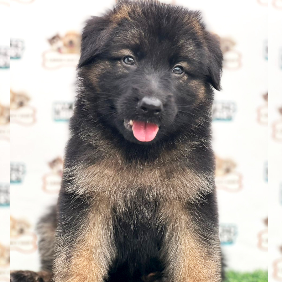 German Shepherd Puppy (Female) For Sale