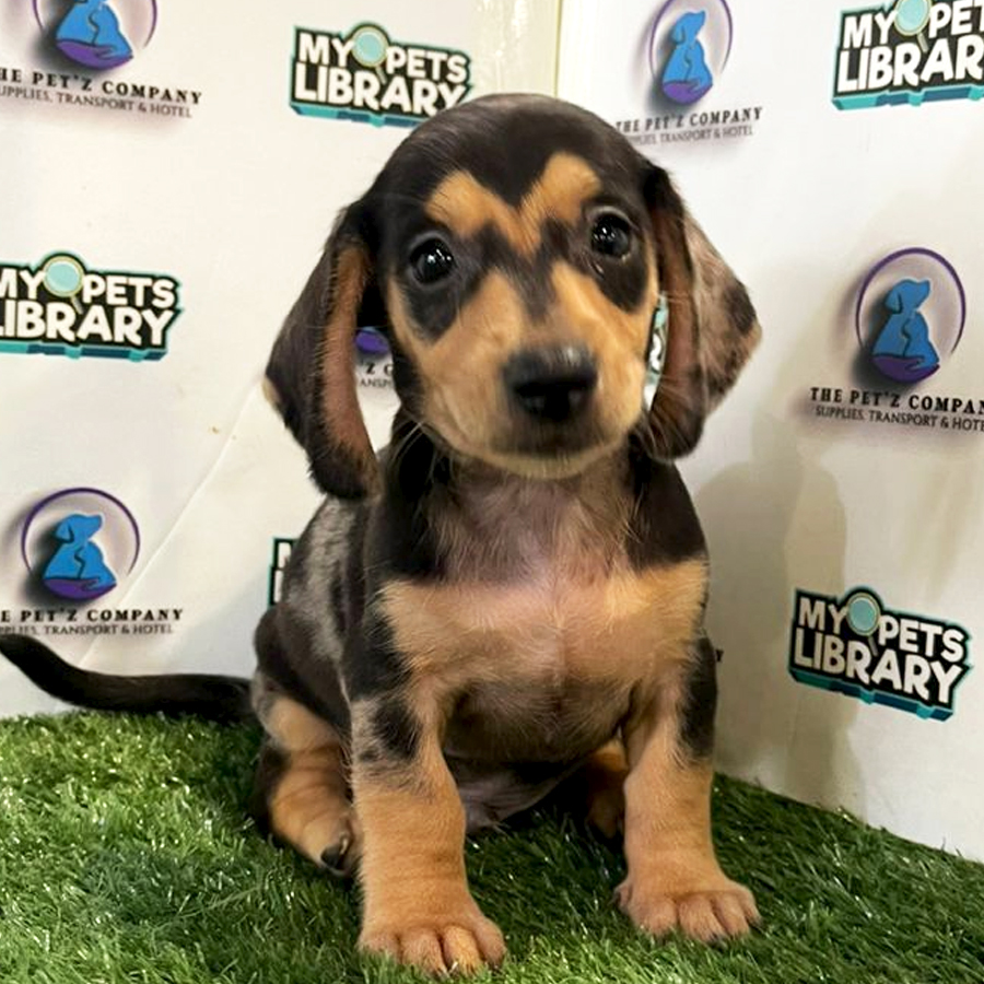 Dachshund Short Coat Puppy (Male) For Sale