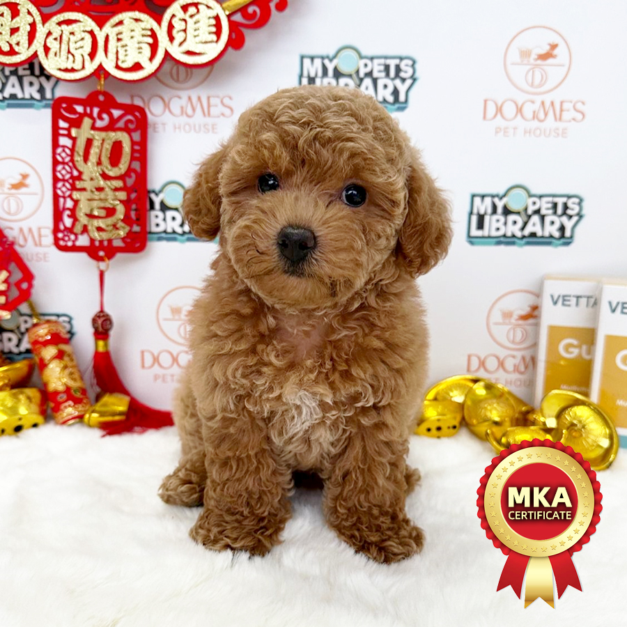 MKA Toy Poodle Puppy (Female) For Sale