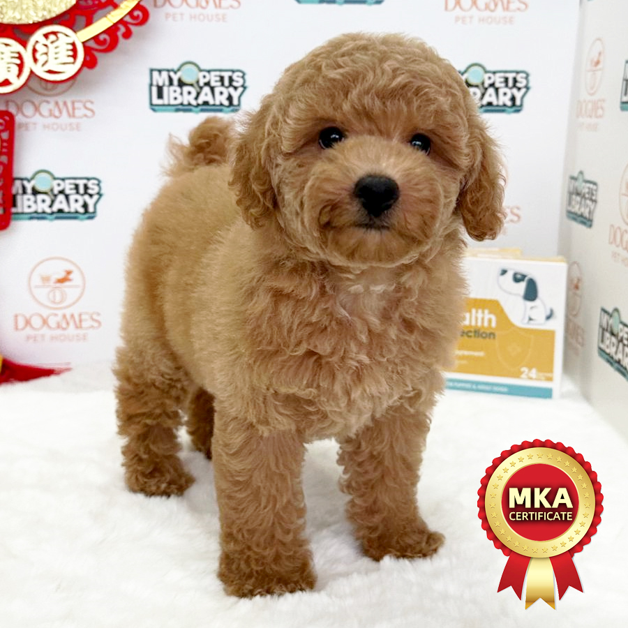 MKA Toy Poodle Puppy (Female) For Sale
