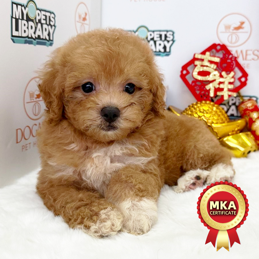 MKA Toy Poodle Puppy (Female) For Sale
