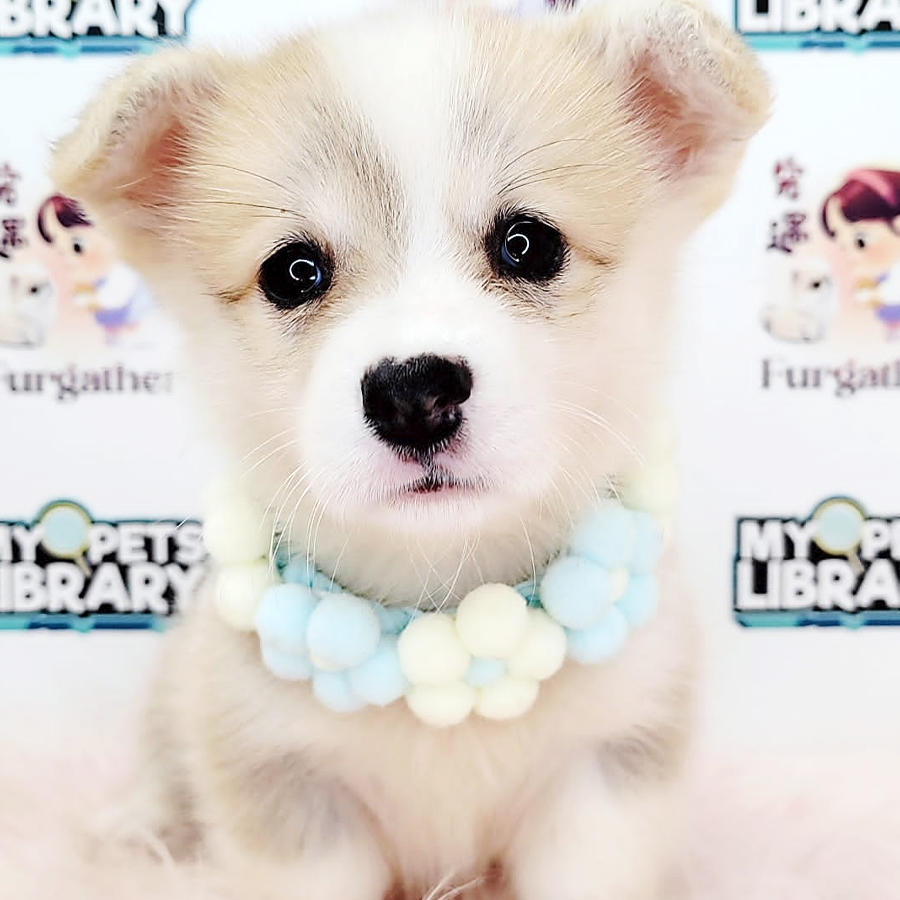 Medium Coat Corgi Puppy (Female) For Sale