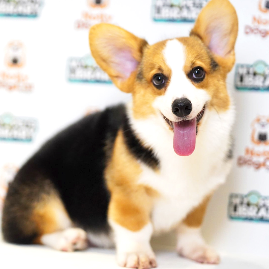 Pembroke Welsh Corgi Puppy (Male) For Sale