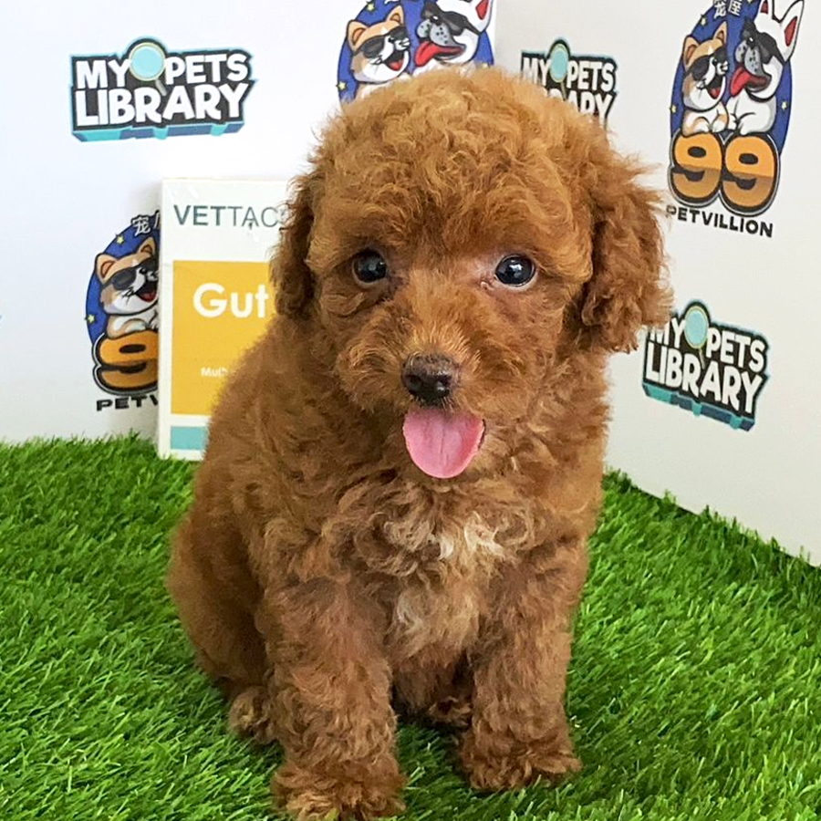 Toy Poodle Puppy (Female) For Sale