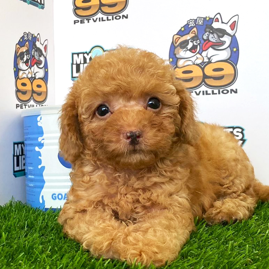 Toy Poodle Puppy (Female) For Sale